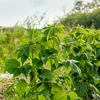 2000 m2 fir eis Ernährung, alternativ Weeër fir d‘Landwirtschaft zu Lëtzebuerg
