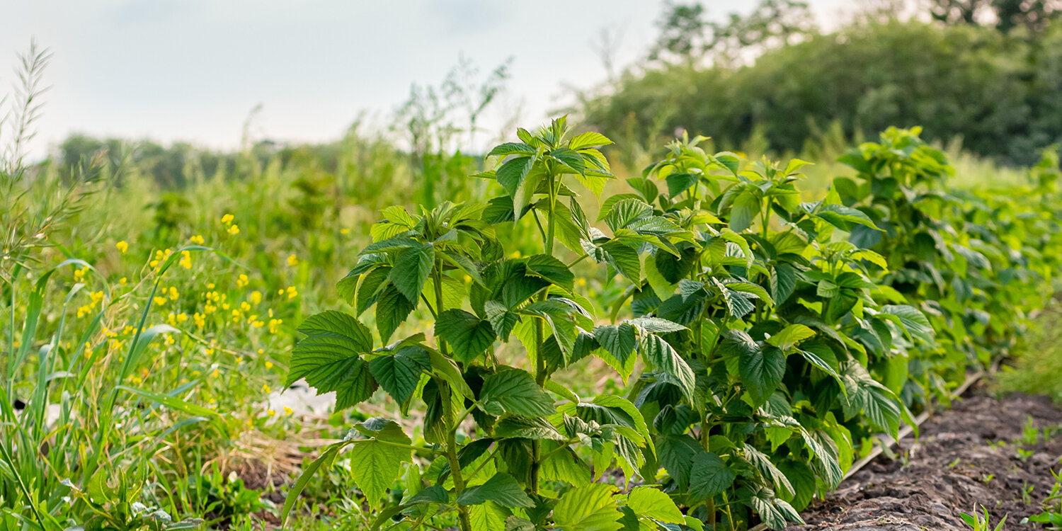 2000 m2 fir eis Ernährung, alternativ Weeër fir d‘Landwirtschaft zu Lëtzebuerg