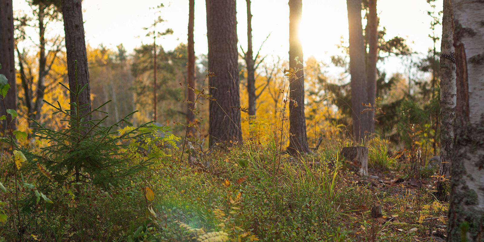 Kënne mir de Wiessel vun Dag op Nuecht, respektiv vu Summer op Wanter, och héieren? | © Unsplash / _K8_