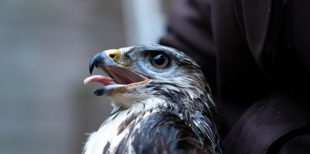 Bussard | © Morgane Weidig