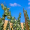 Landwirtschaft: Wéi wäit kënnt ee mat der Hallschent vun der Fläch?