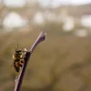 LIST-Etüd: De Klimawandel beschleunegt de Réckgang vun der Biodiversitéit ëmmer méi