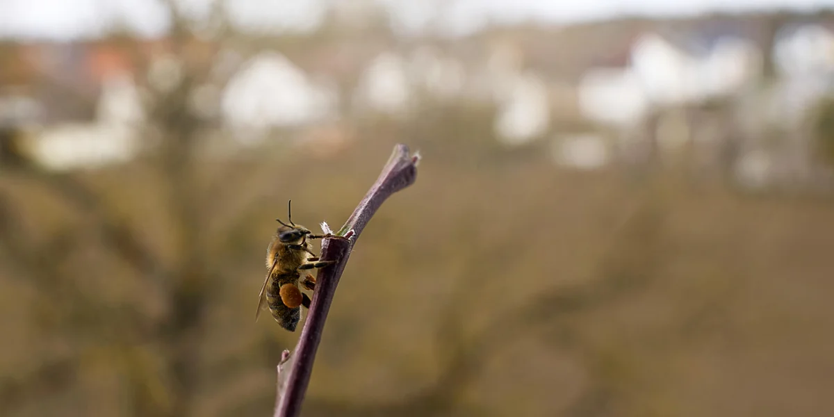 LIST-Etüd: De Klimawandel beschleunegt de Réckgang vun der Biodiversitéit ëmmer méi