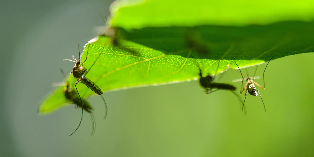 Bréngt de Klimawandel méi Moustiquen? | © picture alliance/dpa/dpa-Zentralbild | Patrick Pleul