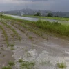 Wéi wierkt sech de ville Reen op d'Landwirtschaft aus?