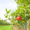 Uebstbauveräin fuerdert weidere Waasserdësch | © Bigstock / Inga Nielsen
