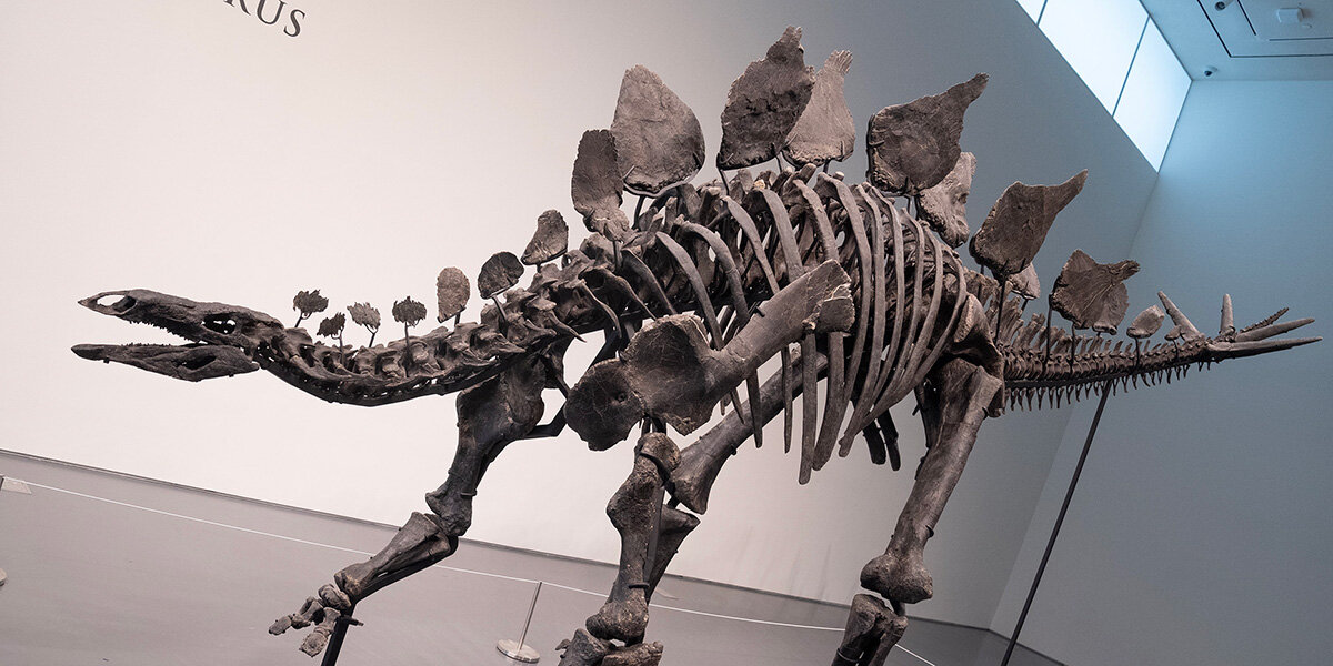 Stegosaurus | © picture alliance / Pacific Press | Lev Radin