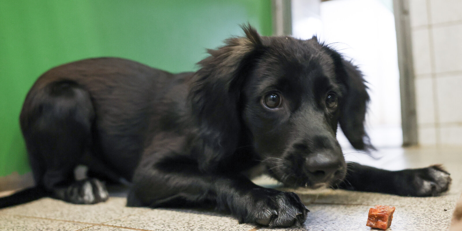 Hond | ©  picture alliance/dpa | Christian Charisius