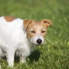 Hond geet op d'Toilette | © Bigstock / Reddogs Eng éischt stiermesch Situatioun? | © Bigstock / Reddogs