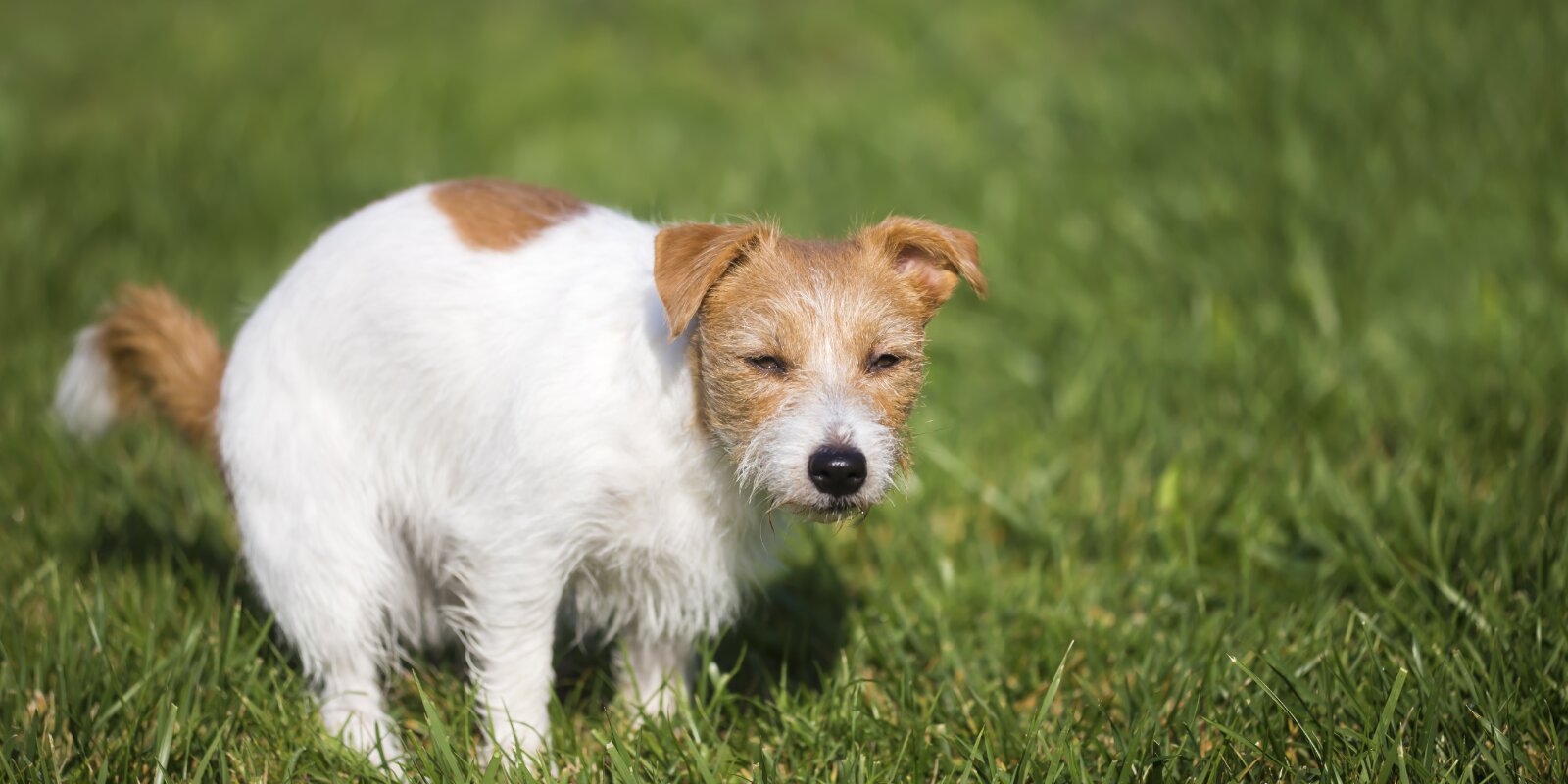 "Hondskéipercher” an der Natur | © Bigstock / Reddogs