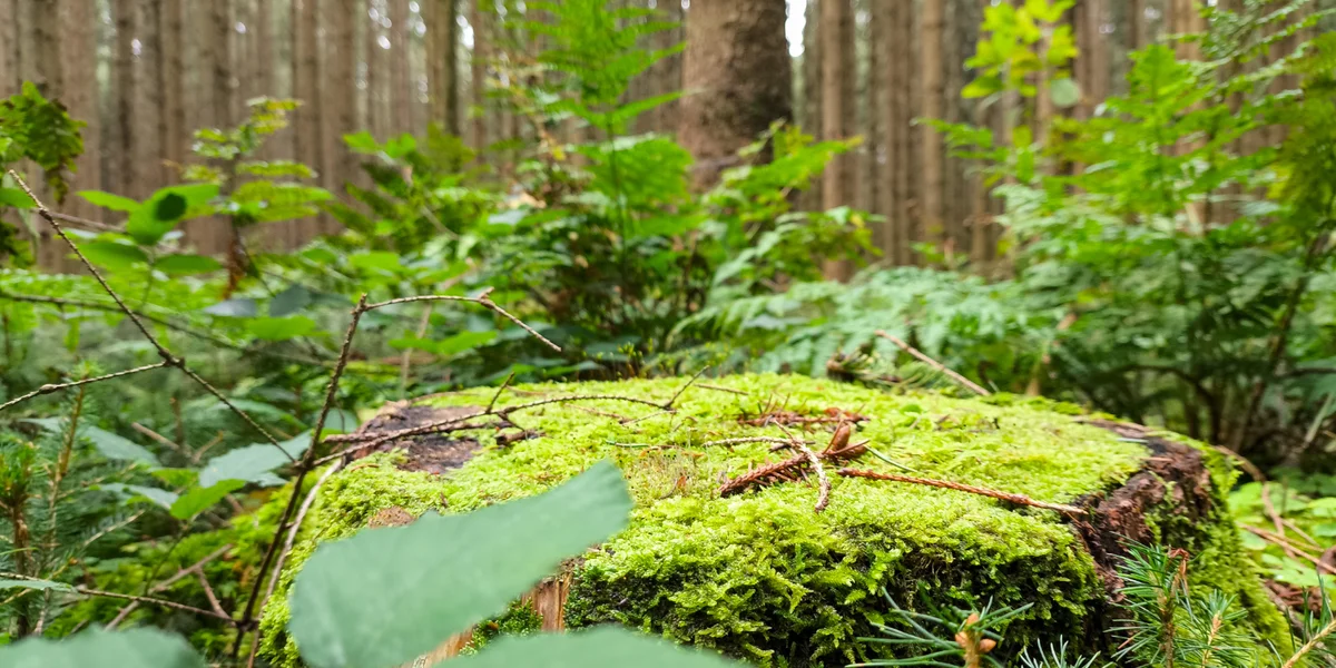 Neit Natur- an Aarteschutzgesetz keng Plus-value fir d’Natur an d’Biodiversitéit