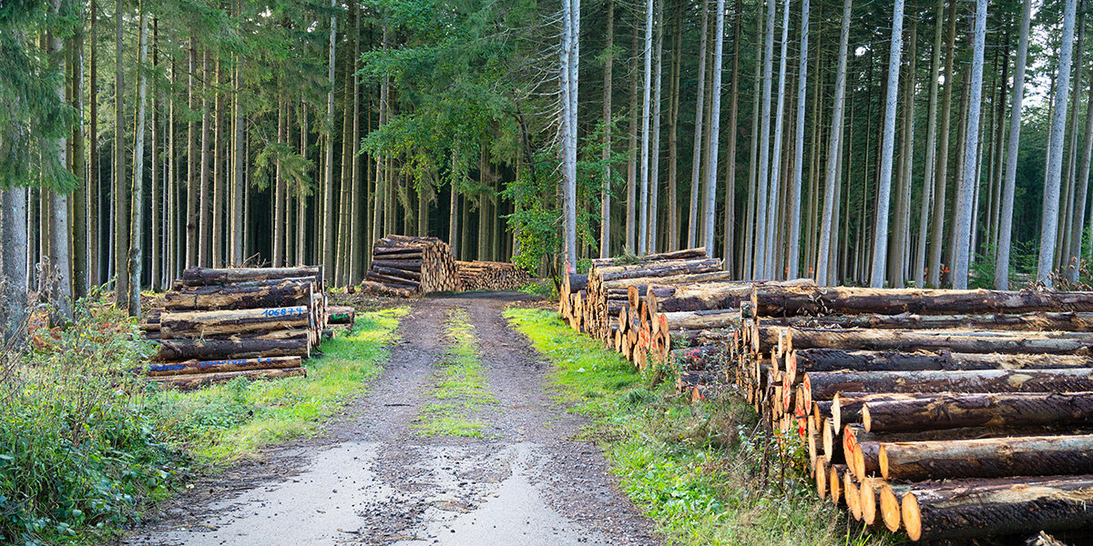 EU-Gesetz fir d’Bëschprotectioun: Memberlänner sinn dergéint, den Text ze änneren | © picture alliance / Zoonar | Berit Kessler