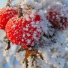 Hagebutte Superfood (garantiert ohne zu schälen),