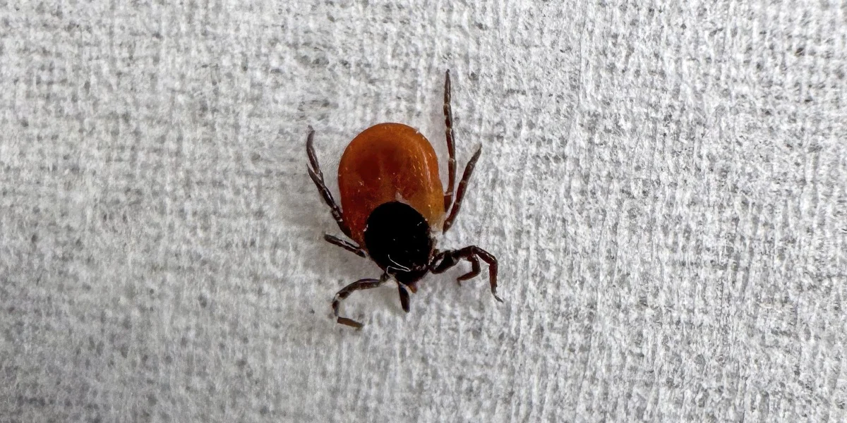 Fleeschallergie wéinst Zeckebëss – geet dat? | © picture alliance / imageBROKER | Frank Schneider