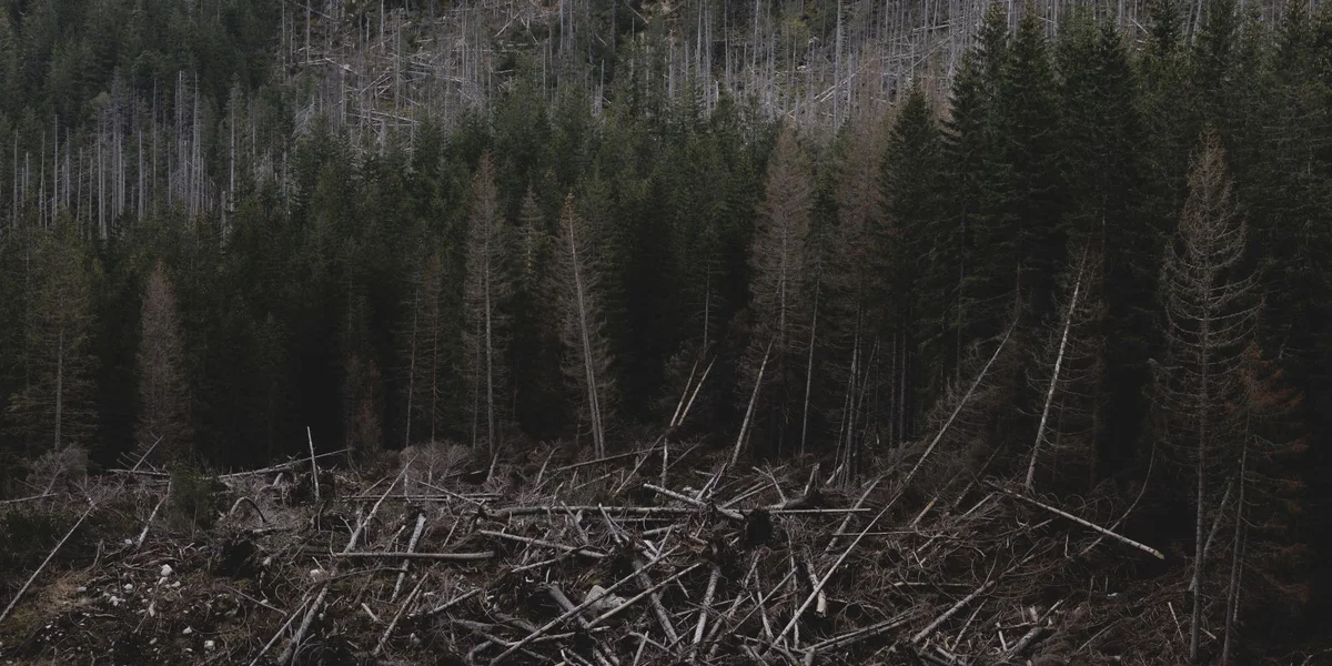 EU-Parlament fir Verleeën a Revisioun vum Anti-Deforestatiouns-Gesetz | © picture alliance / photothek.de | Florian Gaertner
