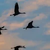 Euro BirdWatchday