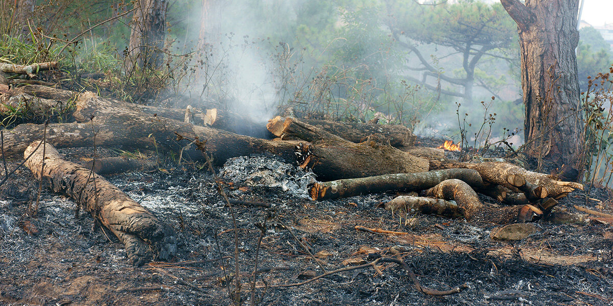 De Bësch am Klimawandel