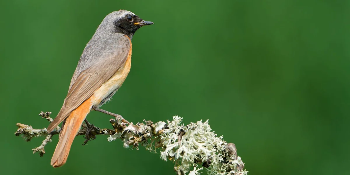 De Gaarderoutschwanz ass de Vull vum Joer | © natur&ëmwelt