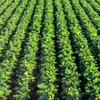 Éischten nationale Plang soll Generatiounswiessel an der Landwirtschaft ureegen | © Bigtsock