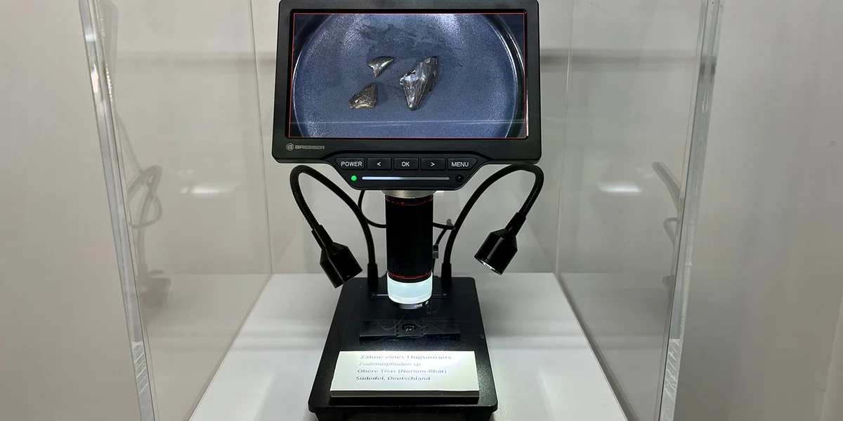 D'Zänn vum Eudimorphodon