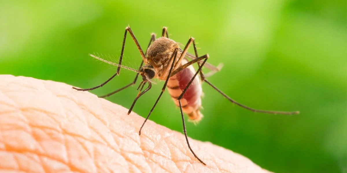 Zwee Mataarbechter vum Frankfurter Flughafe sinn un Erkrankung mat Malaria gestuerwen | © Bigstock