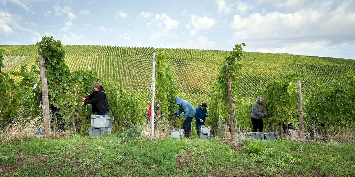 Bilan vun der Drauwelies: Gutt Saison trotz Dréchent