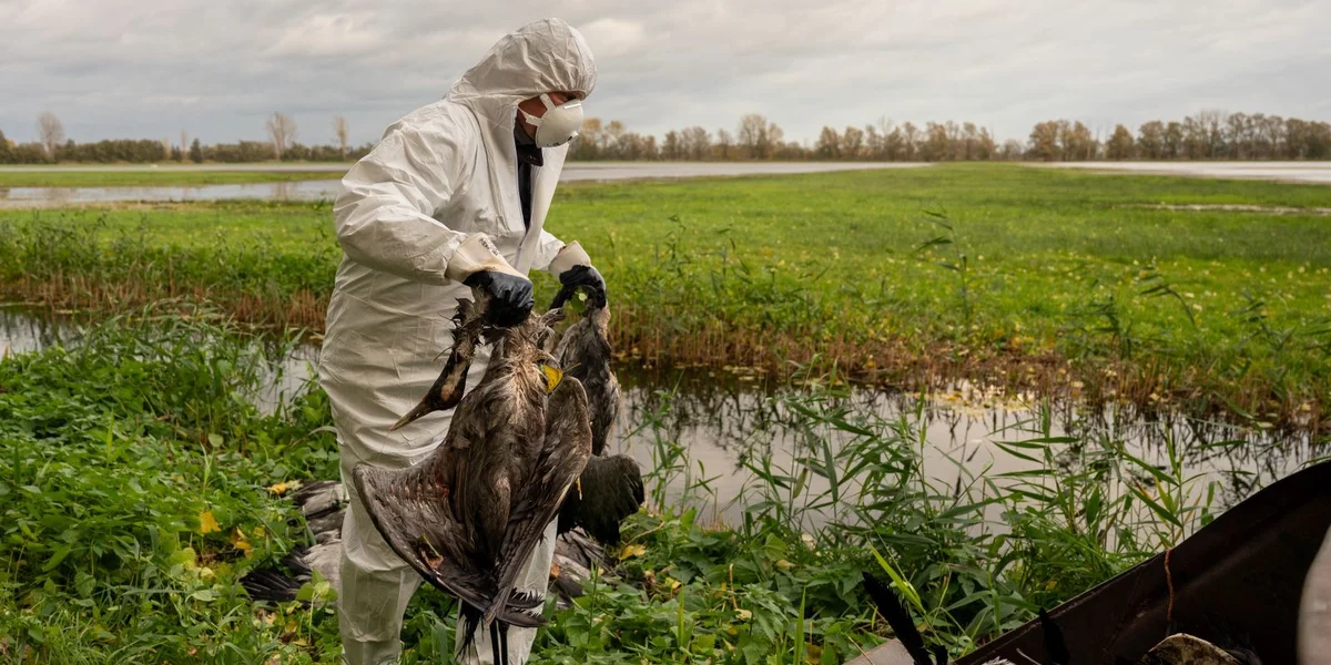Am Saarland gëllt vum 30. Oktober un eng Stallflicht | © picture alliance/dpa | Christophe Gateau