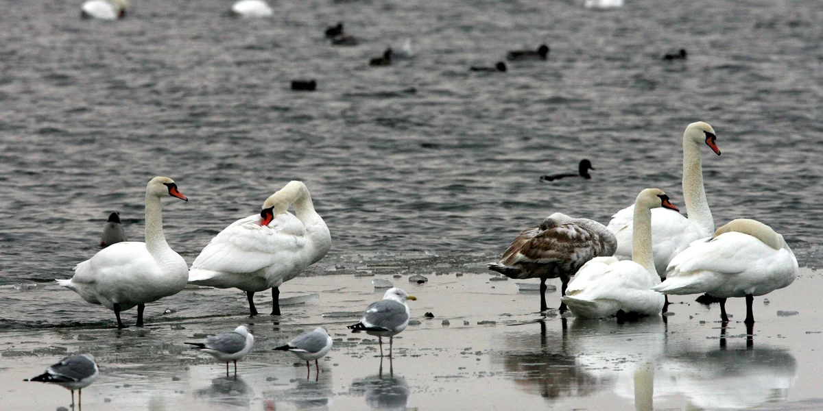 Vullegripp | © EPA/PATRICK PLEUL