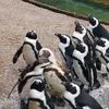 Iwwerliewenskënschtler ronderëm de Globus verdeelt: Pinguinen 2/2 | © Bigstock