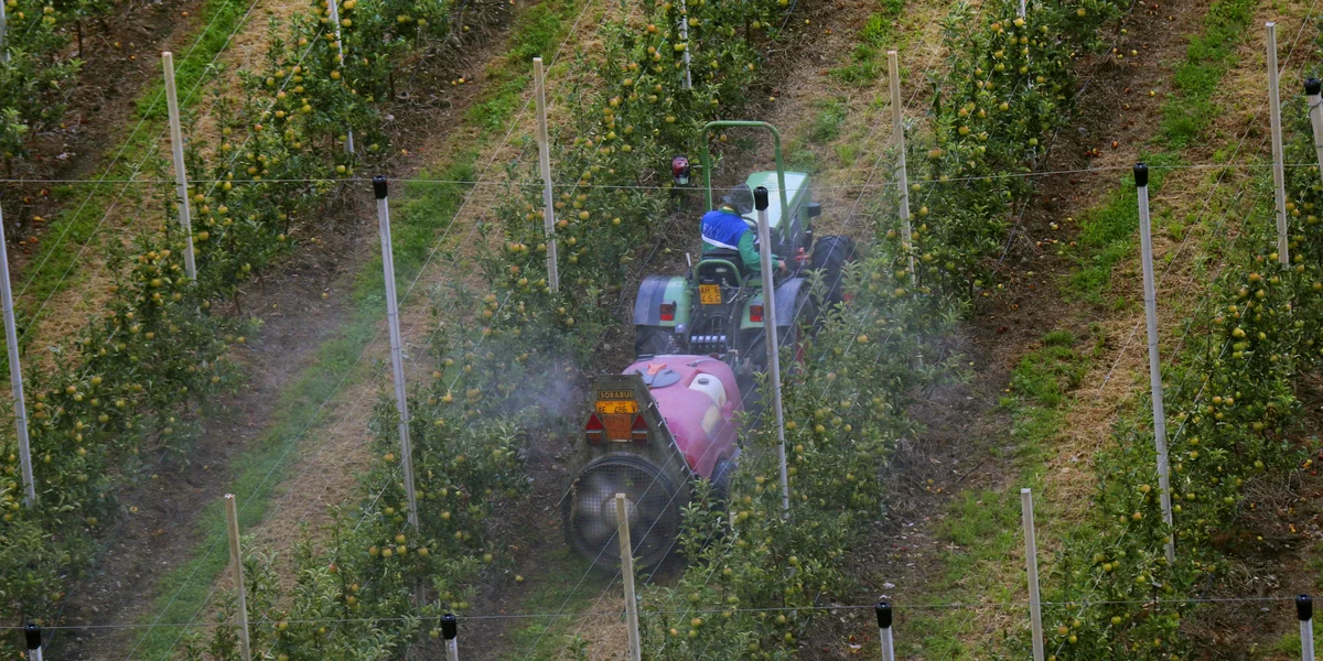 Ee Lëtzebuerger Apel ass duerchschnëttlech mat 7 Pestizide belaascht | © picture alliance / blickwinkel/M. Henning | M. Henning