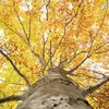 Experimentelle Bësch um Eecherfeld: Beem planze géint de Klimawandel | © picture alliance / imageBROKER | © Loredana De Sole