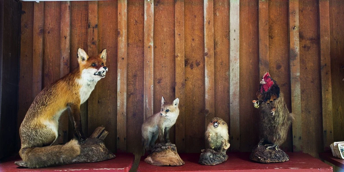 D'Aarbecht vun engem Taxidermist: Ëmgi vun ausgestopften Déieren  | © Bigstock