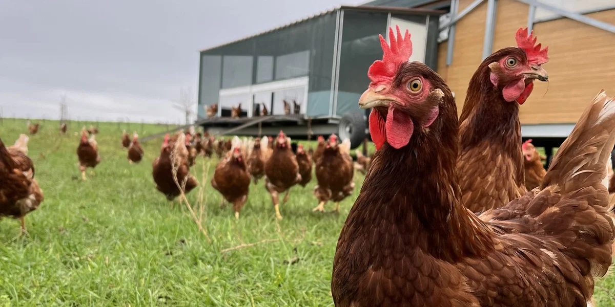 De Koler Hingerhaff  | © Lynn Jemming