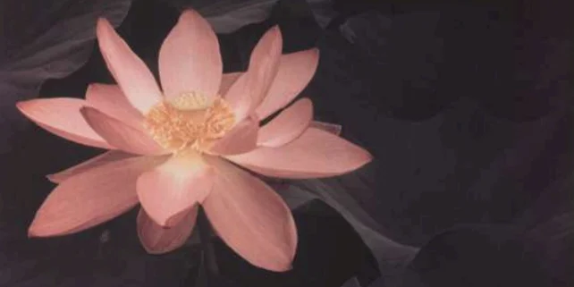 "La nature d'Edward Steichen" op de renomméierte Rencontres de la Photo zu
