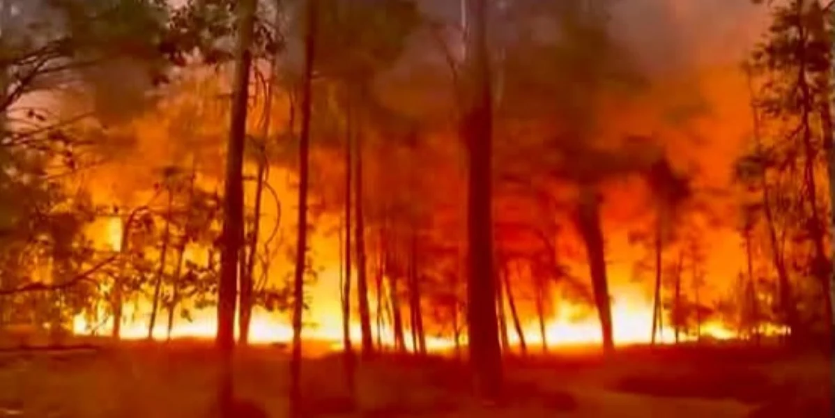 Forêt de Fontainebleau | © La Place Du Village, Facebook