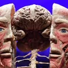 De Grënner vun der Ausstellung "Körperwelten" ass dout | © EPA/RADEK PIETRUSZKA POLAND OUT