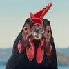 Film vun der Woch: "Hen"