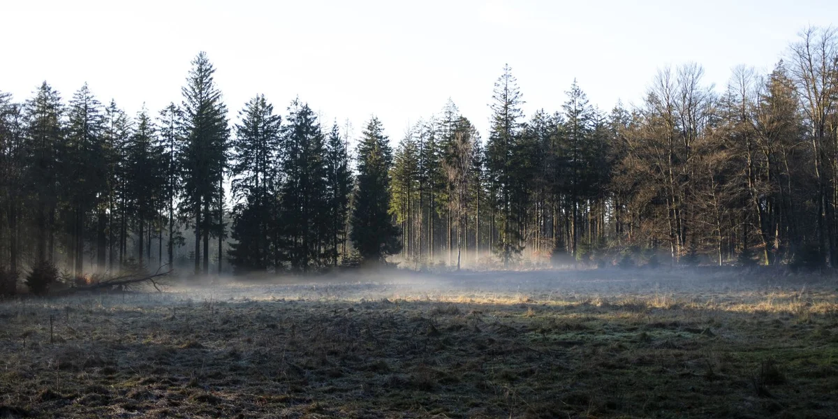 3.000 Hektar Mouer: Wat huet dee Biotop am Héije Venn esou speziell gemaach?  | © picture alliance / pressefoto Mika Volkmann | Mika Volkmann