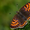 Päiperleksmonitoring an Insektesummer | © Wikimedia Commons