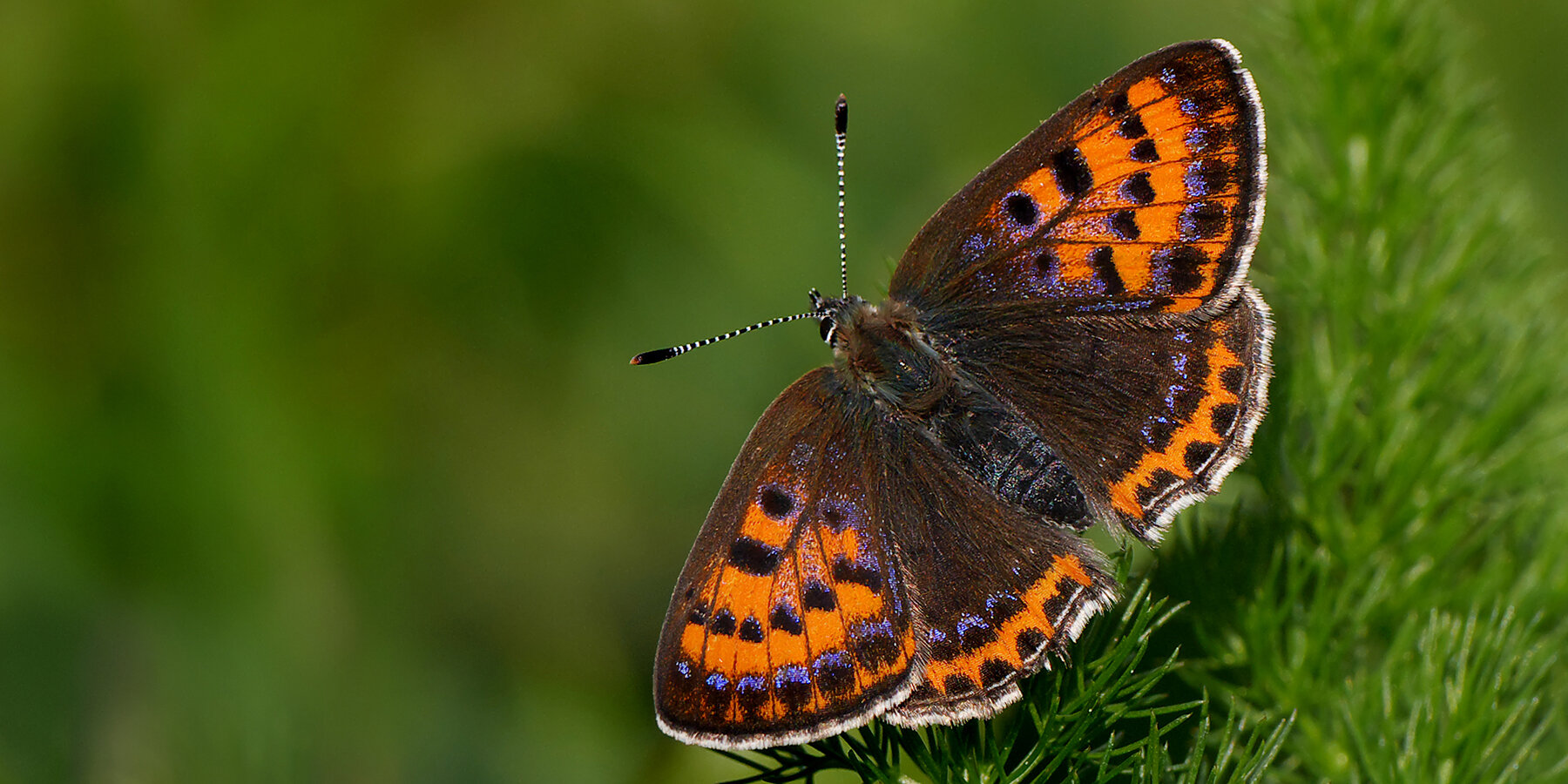 Päiperleksmonitoring an Insektesummer | © Wikimedia Commons