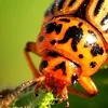 Virstellung vum Harespels-Pixi-Buch an der Ziel mat!-Aktioun