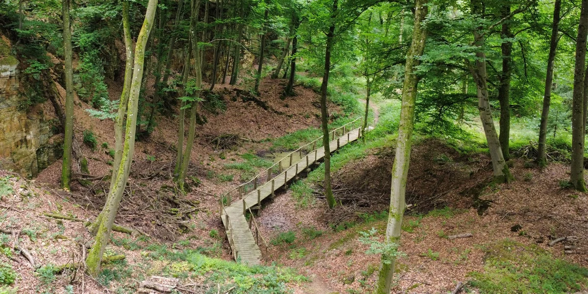 Neie Pad: Um Widdebierg kann een d'Natur iwwer dem Trëppele kenneléieren | © ANF - Pépinière domaniale de Flaxweiler