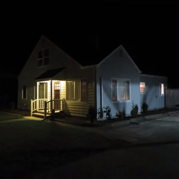 Birds Tricked Into The Trees