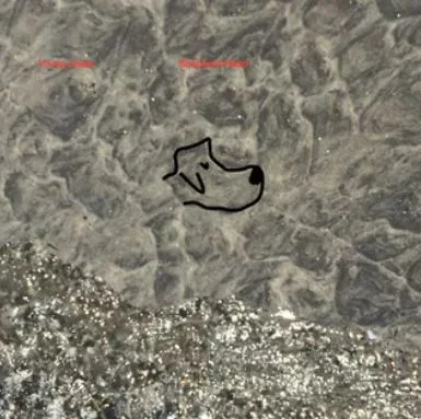 Ocean
