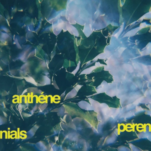 Perennials