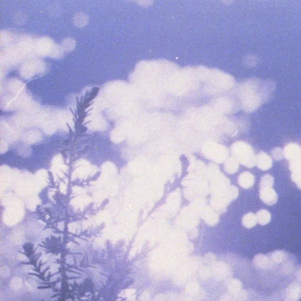 Too Warm For The Yellow Butterflies