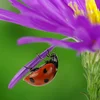 Insektepopulatioune stäerke mam Insekteräichprojet vum Naturpark Our | © Bigstock