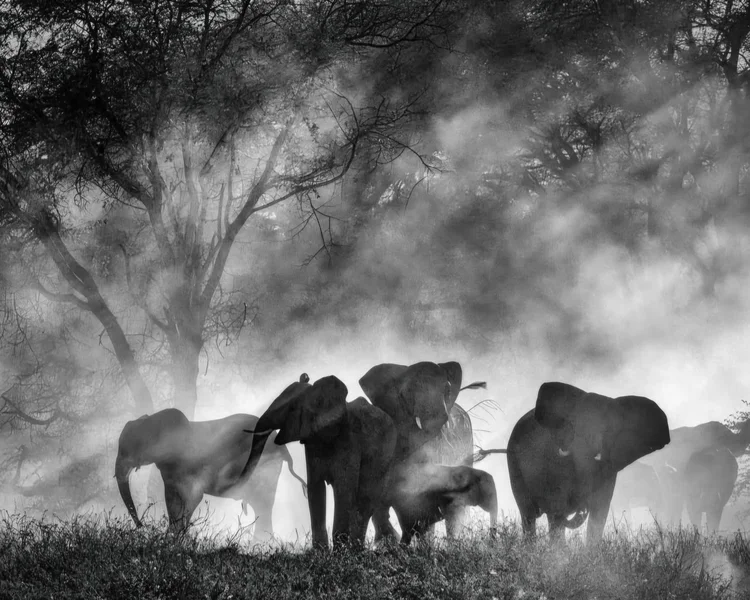 Elefantastesch | © The Roots Production Service