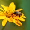 Haut ass de Bee Day