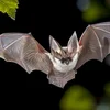 Fliedermais – Faszinéierend Fluchkënschtler an der Nuecht | © Bigstock